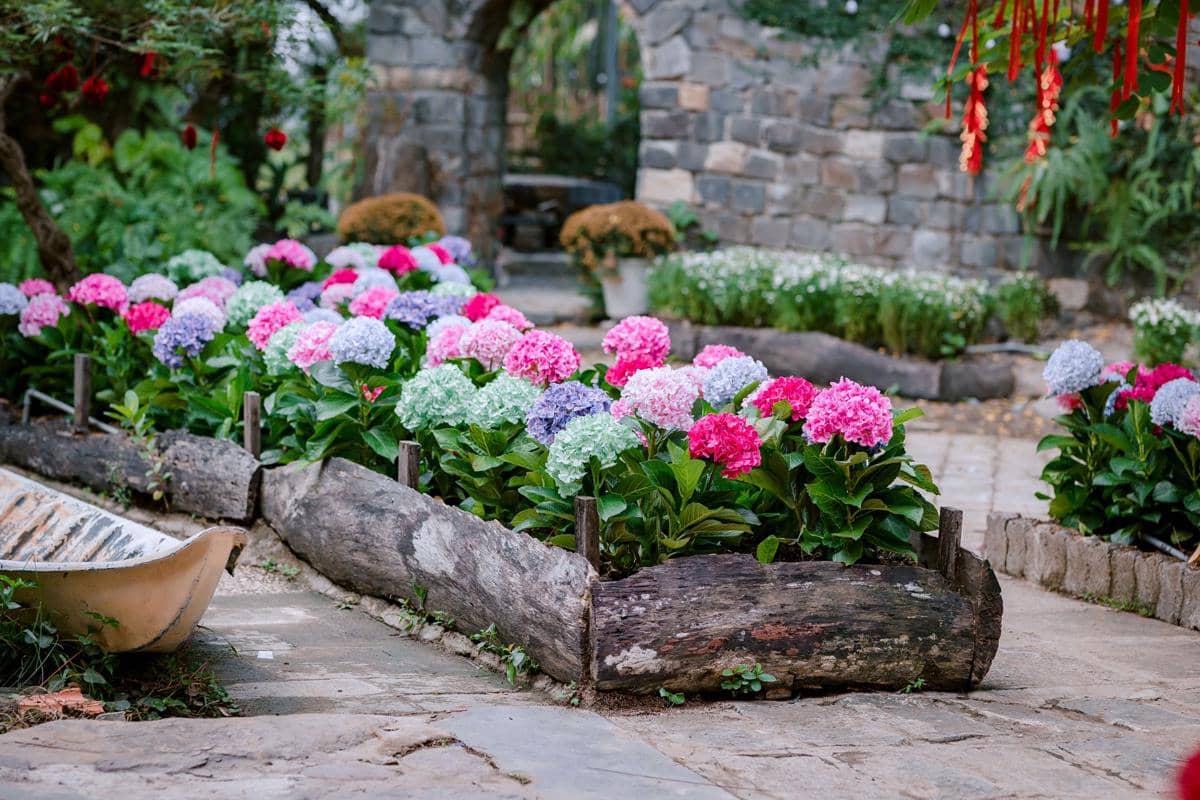 Tanaman hydrangea
