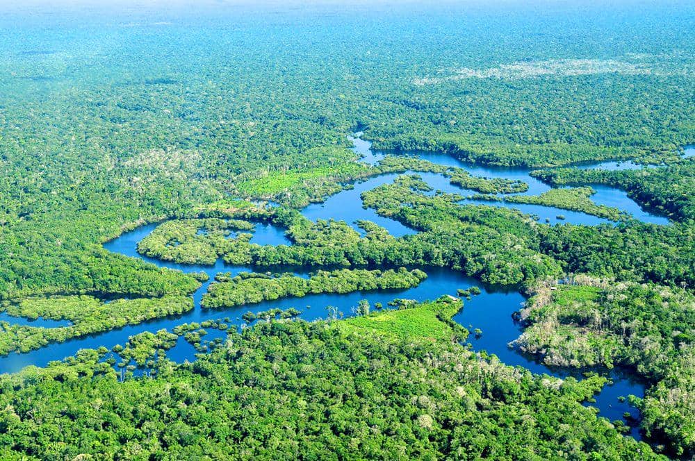 10 Negara dengan Hutan Terluas di Dunia, Ada Rusia hingga Indonesia