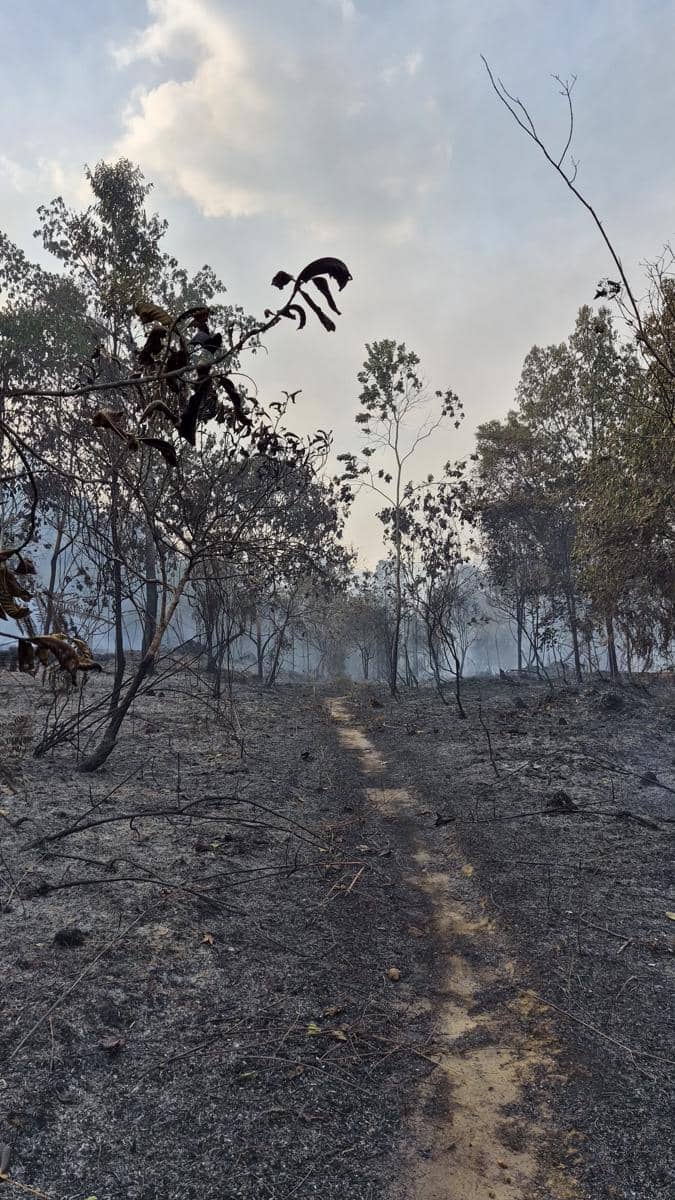 Kebakaran hutan di Kalimantan (2).jpeg