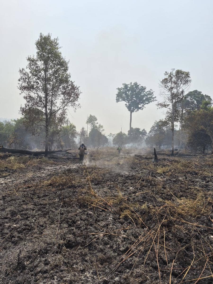 Kebakaran hutan di Kalimantan.jpeg