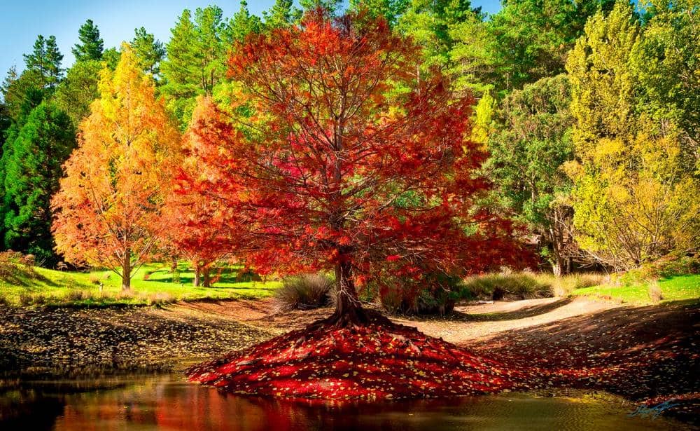 Golden Valley Tree Park, Balingup.jpg