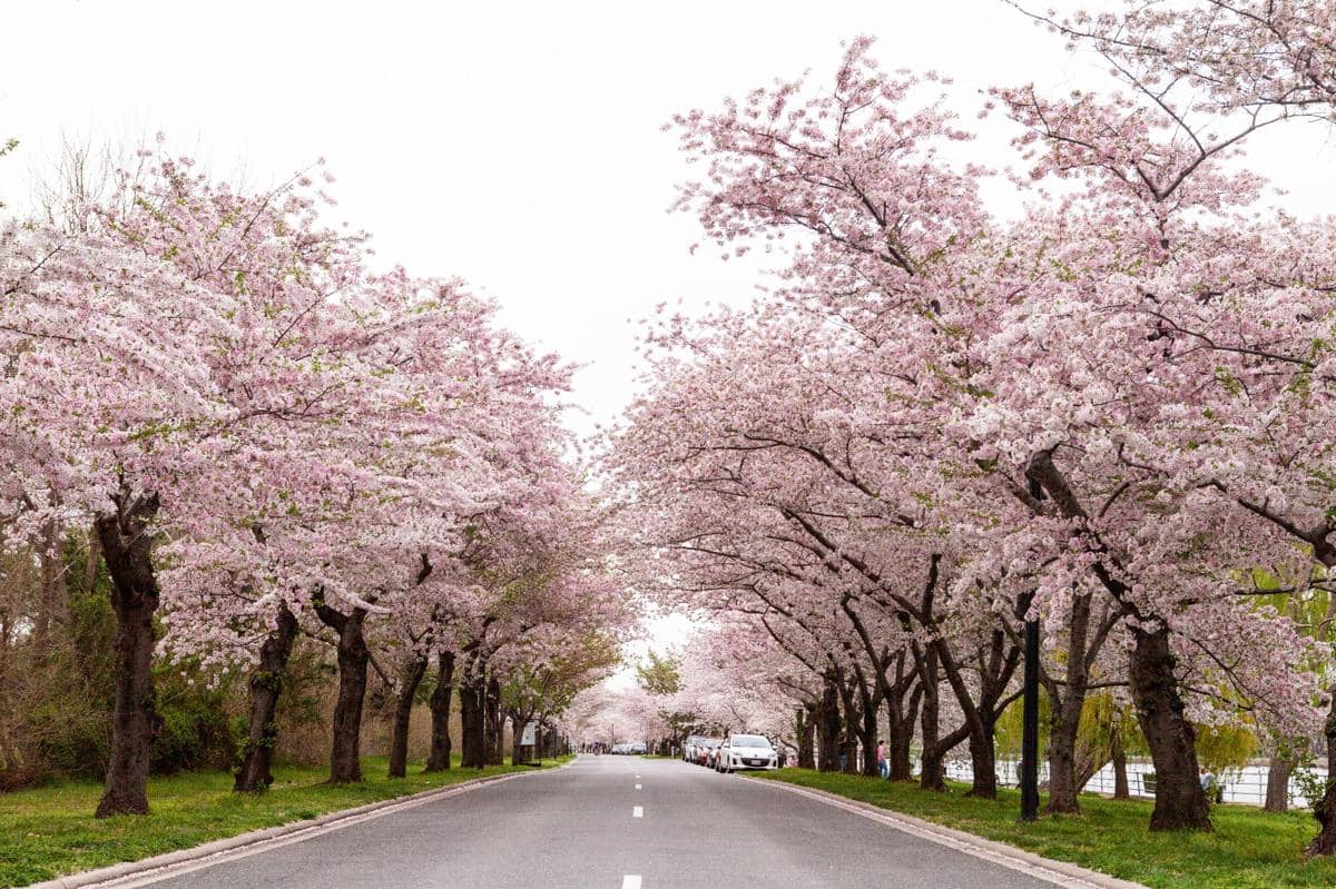 sakura