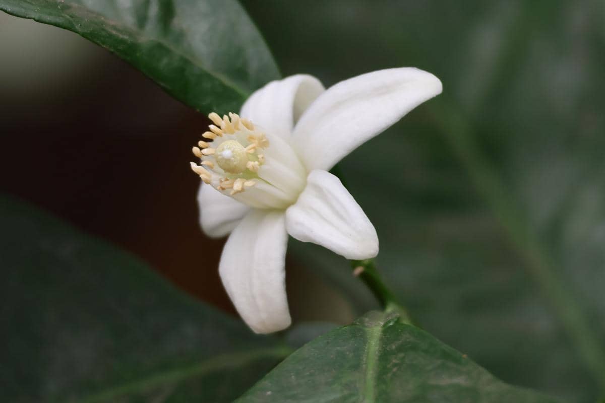 Parfum Wangi Neroli Seperti Apa? Kenali Biar Nggak Salah Pilih!