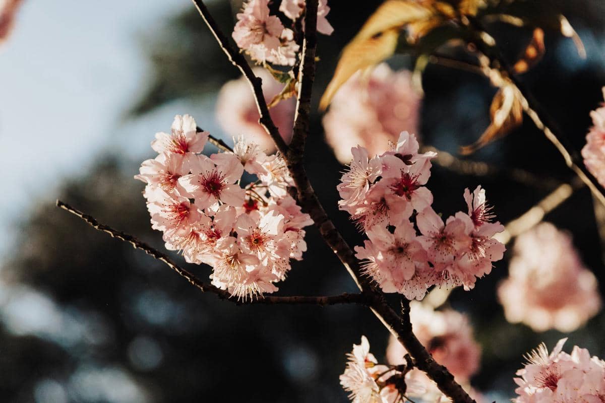 Parfum Wangi Cherry Blossom Seperti Apa? Begini Aromanya
